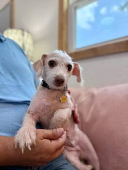 Border Terrier and Wirehaired Dachshund Dogs Available for Adoption - Willa Jean | PetCurious