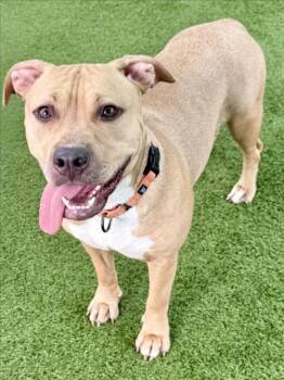 Rescue Pit Bull Terrier Dogs for Adoption in Sarasota, Florida - HAYRIDE | PetCurious