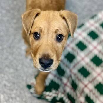 Labrador Retriever and Mixed Breed Dogs Available for Adoption - Church | PetCurious