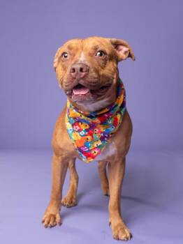 David -  Mixed Breed Dog for Adoption in Atlanta, Georgia - David | PetCurious