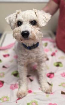 Ollie -  Maltese and Poodle Dog for Adoption in Lacona, New York - Ollie | PetCurious