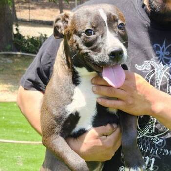 Pit Bull Terrier Dogs Available for Adoption - Lulu | PetCurious