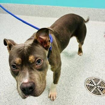 Phantom / Prime -  American Staffordshire Terrier Dog for Adoption in Greenville, South Carolina - Phantom / Prime | PetCurious