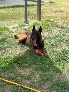 Mojo -  Belgian Shepherd Malinois Dog for Adoption in Parrish, Florida - Mojo | PetCurious