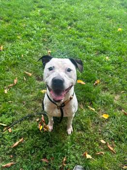 Ziggy -  Pit Bull Terrier Dog for Adoption in Myerstown, Pennsylvania - Ziggy | PetCurious
