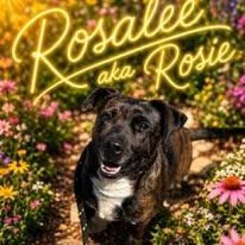 Labrador Retriever Dogs Available for Adoption in Chattanooga, Tennessee - Rosealee | PetCurious
