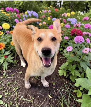 Sierra -  Shepherd and Labrador Retriever Dog for Adoption in Alvin, Texas - Sierra | PetCurious