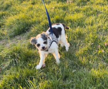 Parson Russell Terrier Dogs Available for Adoption - KASI | PetCurious
