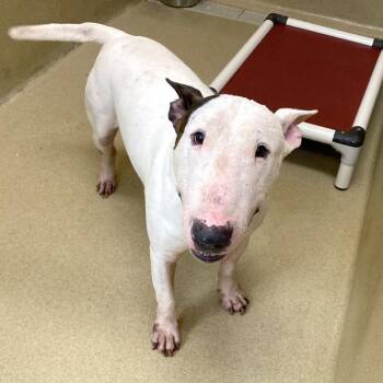 Memphis 23926 -  Bull Terrier Dog for Adoption in Monroe, Georgia - Memphis 23926 | PetCurious