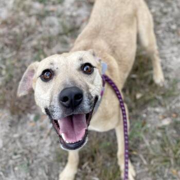 Krissy -  Black Mouth Cur Dog for Adoption in Center Point, Texas - Krissy | PetCurious