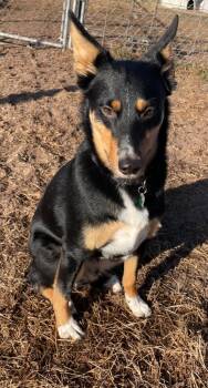 Rescue Mixed Breed Dogs for Adoption in Spooner, Wisconsin - Baxter | PetCurious