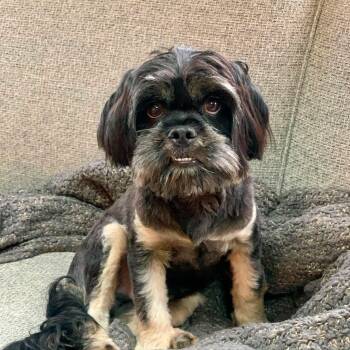 Morrison -  Lhasa Apso Dog for Adoption in Mead, Colorado - Morrison | PetCurious