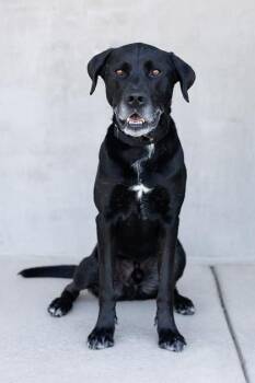 Hammy -  Mixed Breed Dog for Adoption in Longmont, Colorado - Hammy | PetCurious