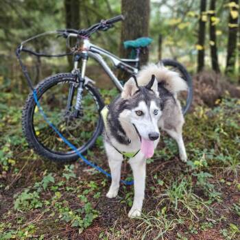 Rescue Siberian Husky Dogs for Adoption in Oakville, Washington - Banks | PetCurious