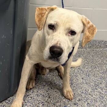 Kylo -  Mixed Breed Dog for Adoption in Greenville, South Carolina - Kylo | PetCurious