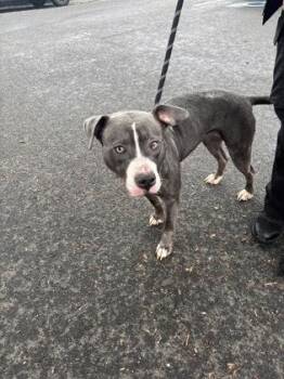 Hogwarts -  Mixed Breed Dog for Adoption in West Chester, Pennsylvania - Hogwarts | PetCurious