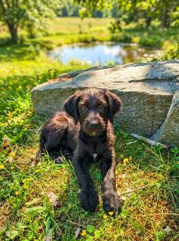 Chicken Doodle -  Labradoodle Dog for Adoption in Olympia, Washington - Chicken Doodle | PetCurious