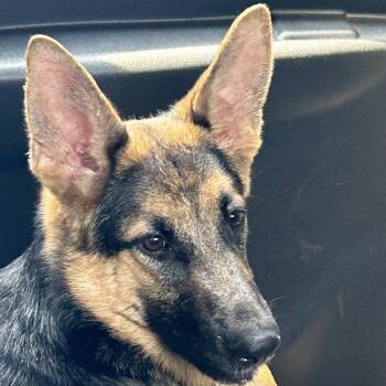 German Shepherd Dog Dogs Available for Adoption in New Ringgold, Pennsylvania - Aspen (26-180) | PetCurious