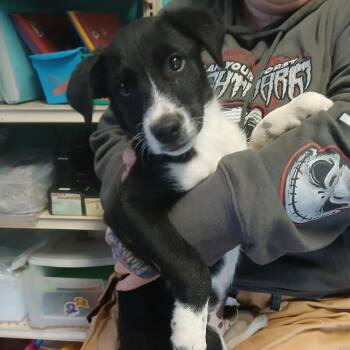 Tubular -  Border Collie and Mixed Breed Dog for Adoption in Stephenville, Texas - Tubular | PetCurious