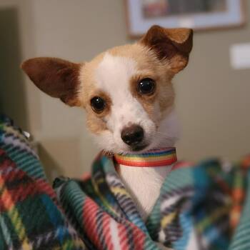 Rescue Chihuahua Dogs for Adoption in Clovis, California - Baby Boy | PetCurious