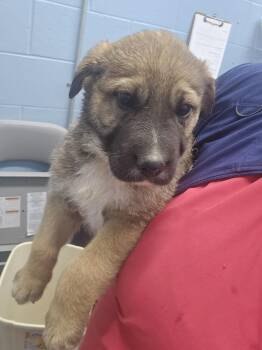 Shepherd Dogs Available for Adoption in Evansville, Indiana - Cale | PetCurious