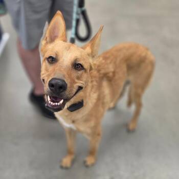 Banks Travis -  Carolina Dog Dog for Adoption in Las Vegas, Nevada - Banks Travis | PetCurious