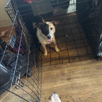 Rescue Australian Cattle Dog Blue Heeler Dogs for Adoption in South Hempstead, New York - Ross | PetCurious