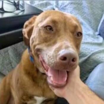 Rescue Terrier and Chiweenie Dogs for Adoption in Largo, Florida - CHASE | PetCurious