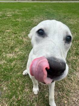 Labrador Retriever Dogs Available for Adoption in Boston, Massachusetts - Annette | PetCurious