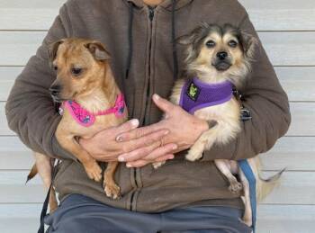 Rescue Chiweenie and Chihuahua Dogs for Adoption in Sweetwater, Tennessee - Bo & Flower | PetCurious