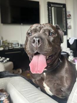 Sky Girl -  Mixed Breed Dog for Adoption in New York, New York - Sky Girl | PetCurious