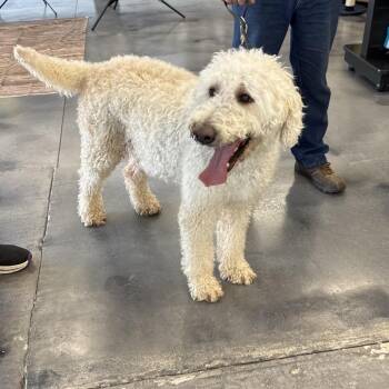Golden Retriever and Poodle Dogs Available for Adoption - Cooper | PetCurious