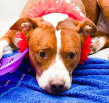 Rescue Terrier Dogs for Adoption in Sanford, Florida - Geenie | PetCurious