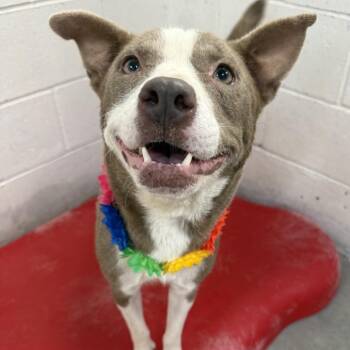 Callie -  Mixed Breed Dog for Adoption in Las Cruces, New Mexico - Callie | PetCurious