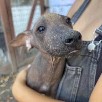 Pebble -  Xoloitzcuintli Mexican Hairless Dog for Adoption in Sonoma, California - Pebble | PetCurious