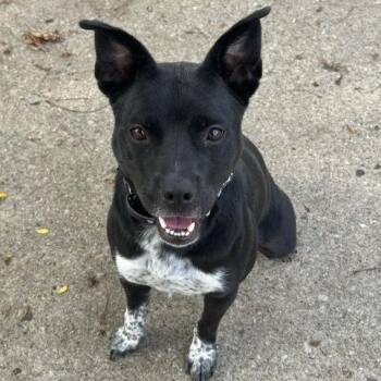 Salmon -  Border Collie and Mixed Breed Dog for Adoption in Indianapolis, Indiana - Salmon | PetCurious