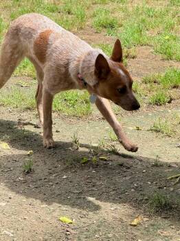 Cinnamon -  Australian Cattle Dog Blue Heeler Dog for Adoption in Hampton, Virginia - Cinnamon | PetCurious