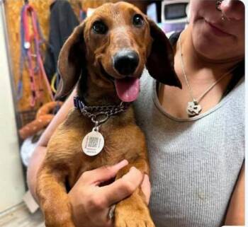 Ballpark Frank in TX -  Dachshund Dog for Adoption in Cranston, Rhode Island - Ballpark Frank In TX | PetCurious