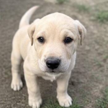 Labrador Retriever and Mixed Breed Dogs Available for Adoption in Pelham, New Hampshire - Mylee  | PetCurious
