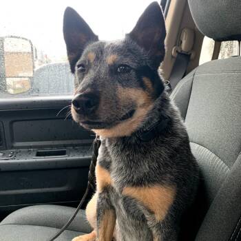Zeus -  Australian Cattle Dog Blue Heeler Dog for Adoption in Baton Rouge, Louisiana - Zeus | PetCurious