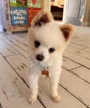 Pomeranian Dogs Available for Adoption in Santa Rosa, California - Butters | PetCurious