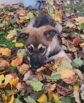 Rescue German Shepherd Dog and Husky Dogs for Adoption in Baltimore, Maryland - Honey | PetCurious