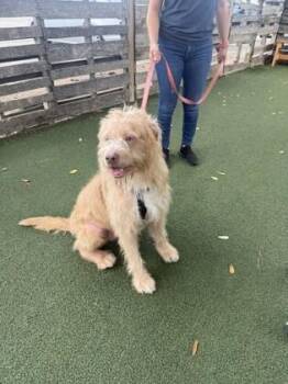 Mixed Breed Dogs Available for Adoption in Houston, Texas - Archabald | PetCurious