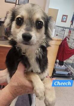 Cheech -  Chihuahua Dog for Adoption in Saint Clairsville, Ohio - Cheech | PetCurious