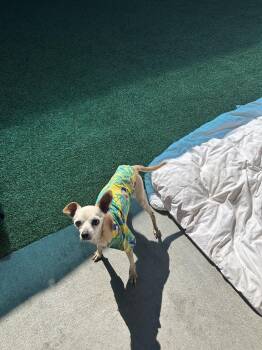 Chihuahua Dogs Available for Adoption in Mt. Juliet, Tennessee - Hector | PetCurious