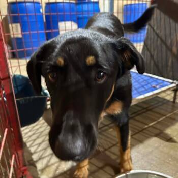 Rescue German Shepherd Dog Dogs for Adoption in Madill, Oklahoma - Chance | PetCurious