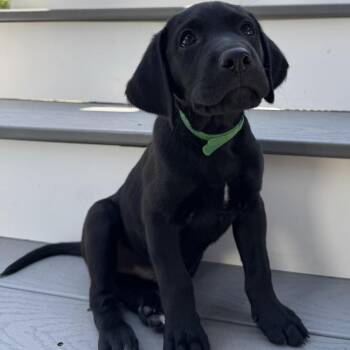 Robinavitch -  Mixed Breed Dog for Adoption in Fredericksburg, Virginia - Robinavitch | PetCurious