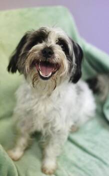 Denver in NH. Come Meet our Adoptable Dogs Wednesday-Saturday. M -  Shih Tzu Dog for Adoption in Manchester, New Hampshire - Denver In NH. Come Meet Our Adoptable Dogs Wednesday-Saturday. M | PetCurious