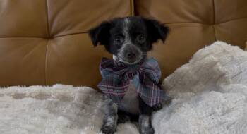 Salem Butternut Squash -  Chihuahua and Terrier Dog for Adoption in Friendswood, Texas - Salem Butternut Squash | PetCurious