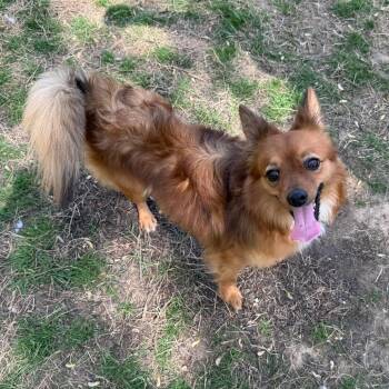 Mixed Breed Dogs Available for Adoption - Small Fry | PetCurious